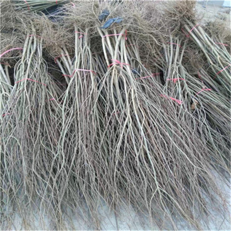 水晶石榴苗價格及報價水晶石榴苗出售電話