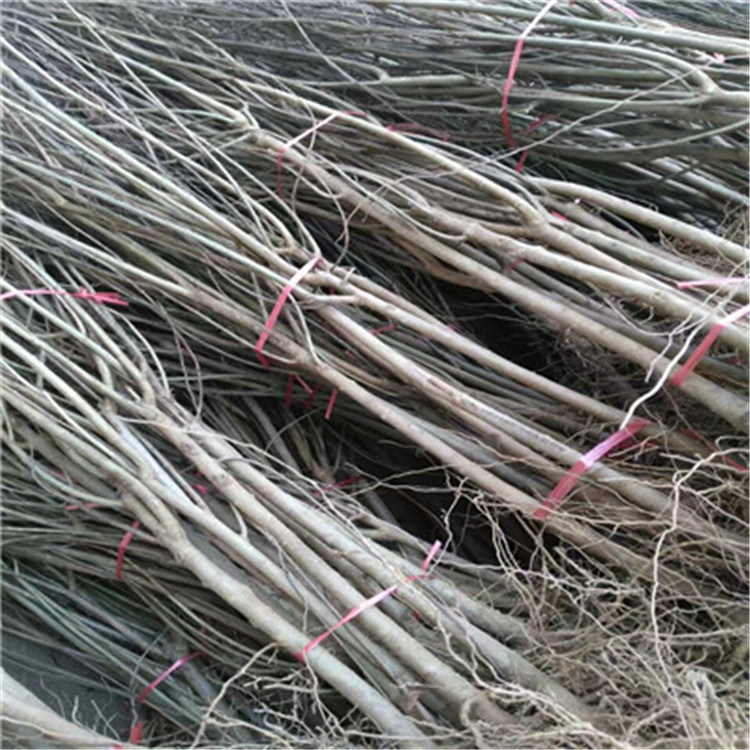 白籽石榴苗成熟季節(jié)白籽石榴苗出售電話