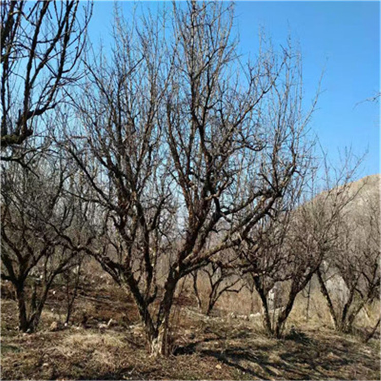 水晶石榴苗價格及報價水晶石榴苗基地報價