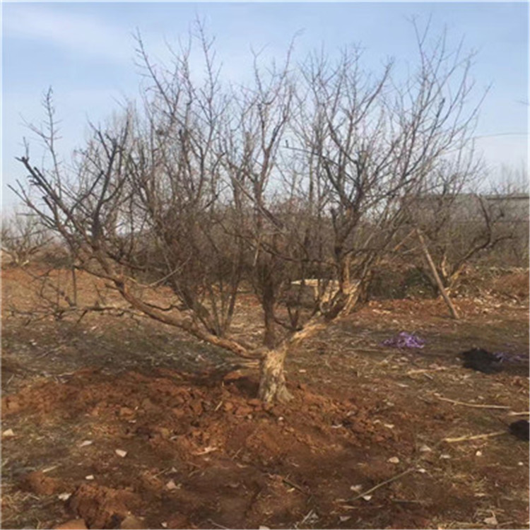 石榴樹石榴小苗批發(fā)基地