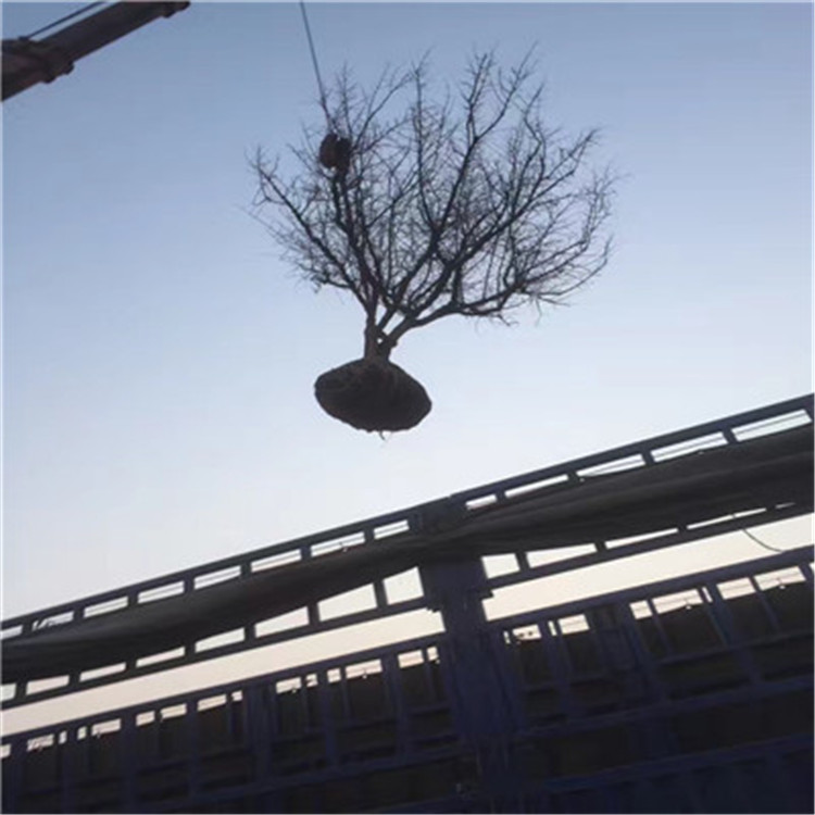 大青皮石榴苗地徑一公分石榴苗基地報價