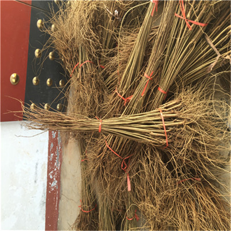 白籽石榴苗山東石榴苗基地價(jià)格及報(bào)價(jià)