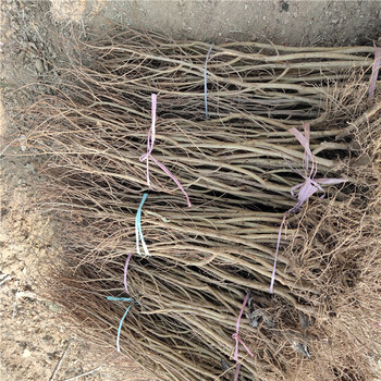 紅籽石榴苗軟籽石榴苗基地出售電話