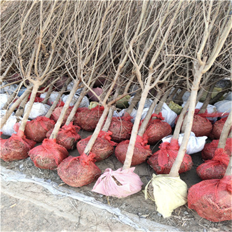 蒙陽紅石榴苗軟籽石榴苗基地批發(fā)基地