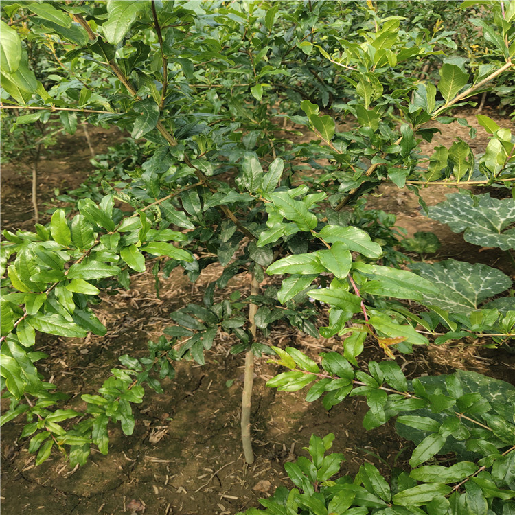 黑籽石榴苗基地報(bào)價黑籽石榴苗苗場電話