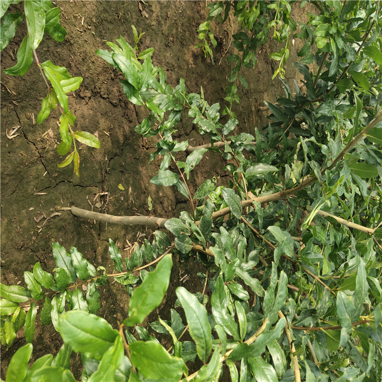 水晶石榴苗價格及報價水晶石榴苗基地報價