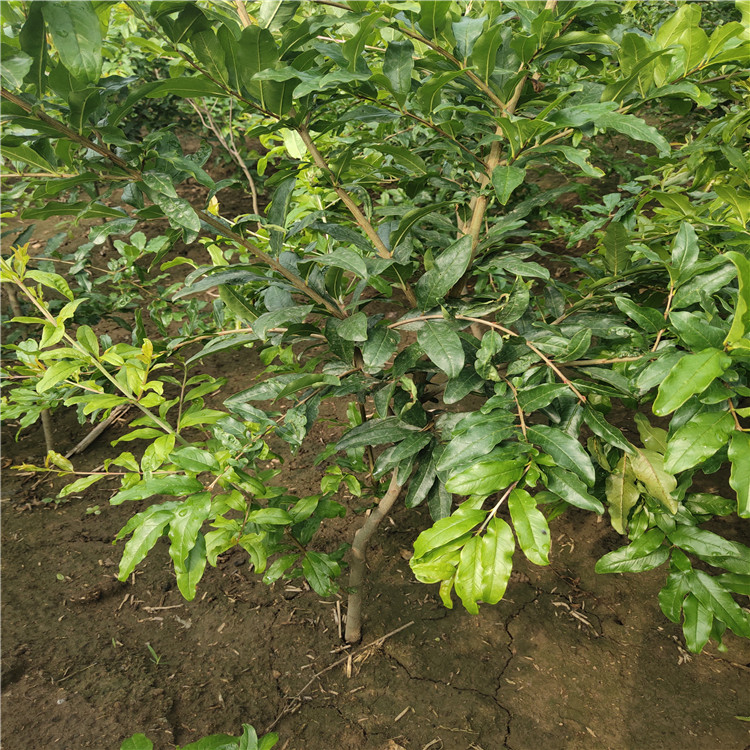 泰山紅石榴苗苗場(chǎng)電話泰山紅石榴苗出售電話