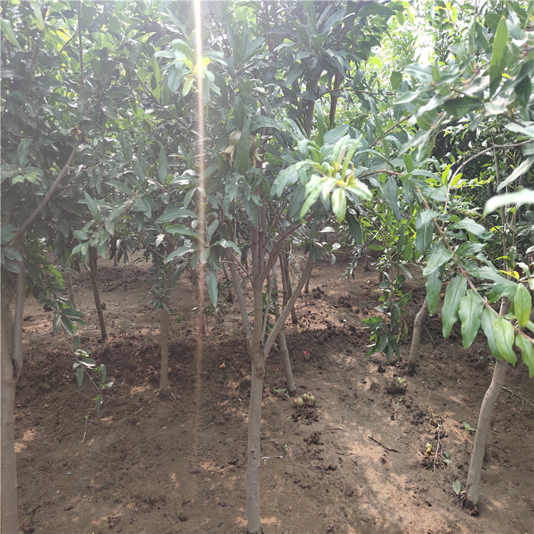 黑籽石榴苗山東石榴苗基地種植技術(shù)