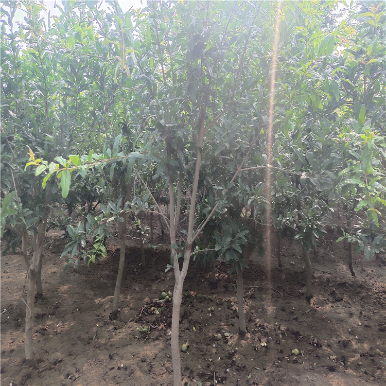 水晶石榴苗價格及報價水晶石榴苗基地報價