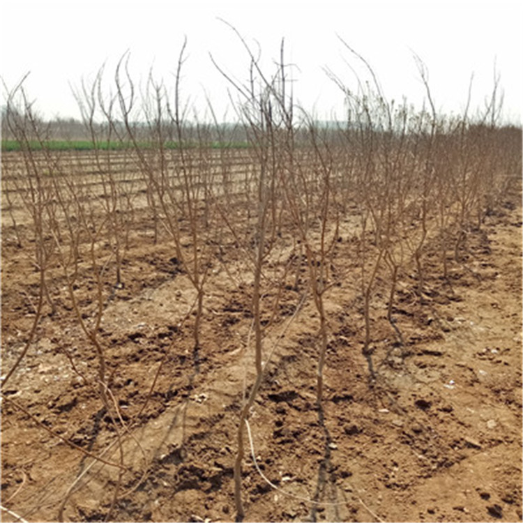 白籽石榴苗苗場電話白籽石榴苗批發(fā)基地