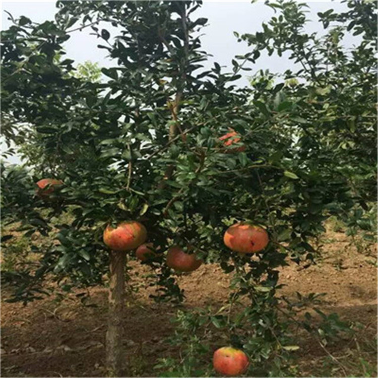 牡丹花石榴苗兩年生石榴苗種植技術(shù)