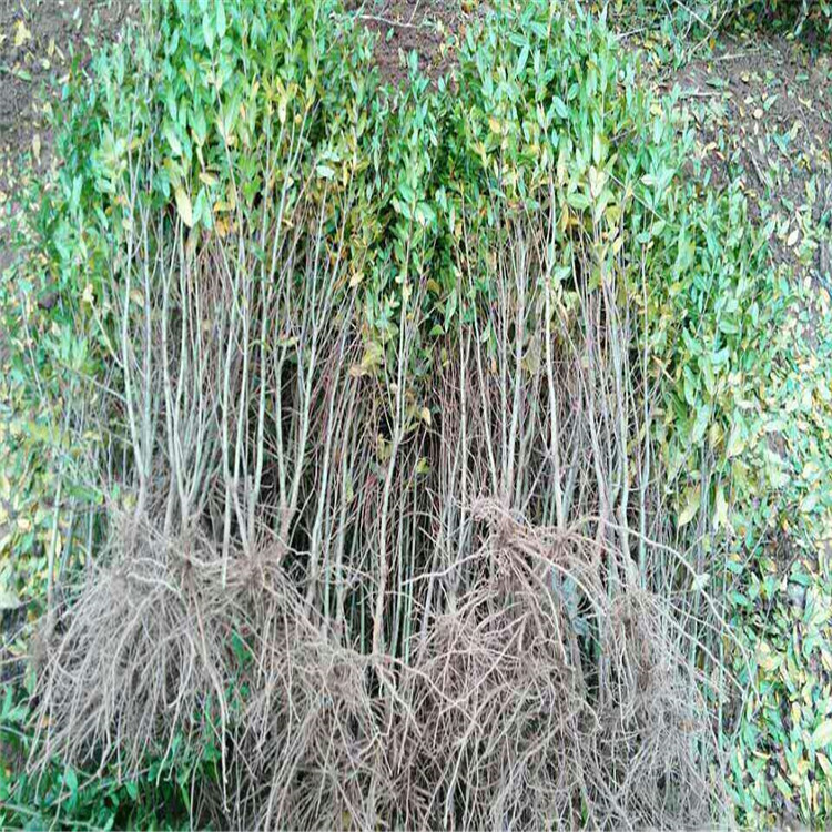 黑籽石榴苗山東石榴苗基地種植技術(shù)