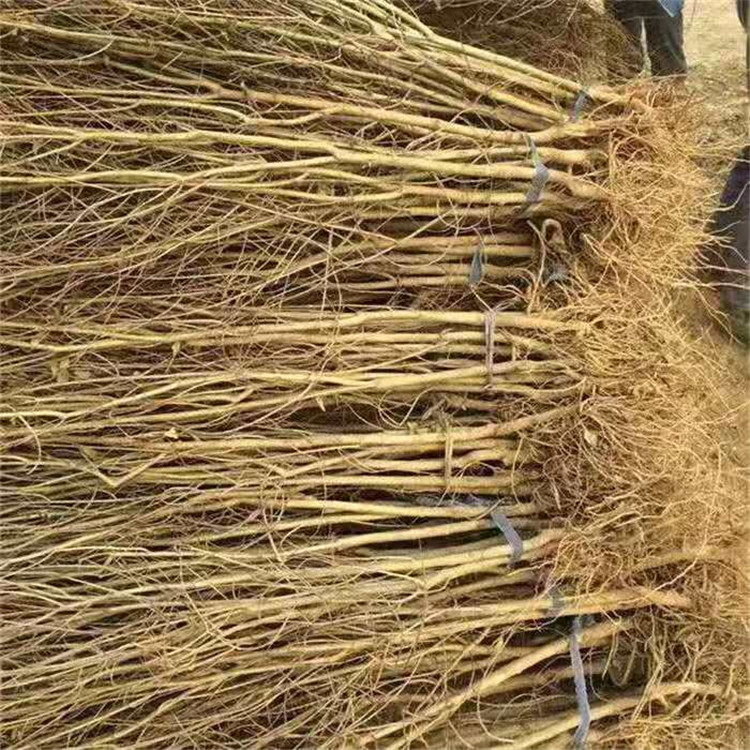 石榴樹兩年生石榴苗批發(fā)價格