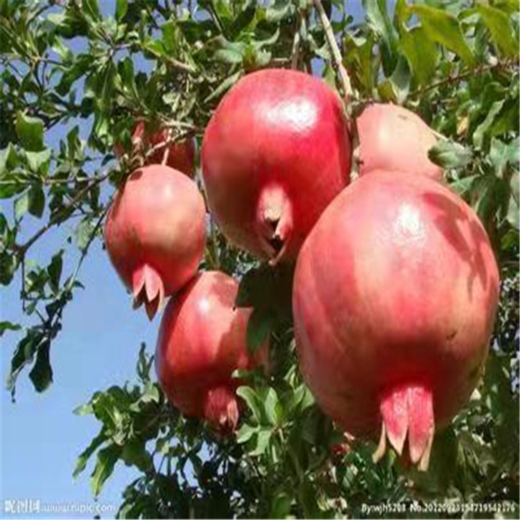 大紅袍石榴苗三公分軟籽石榴種植技術(shù)