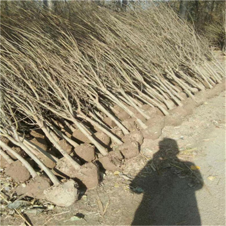 石榴樹兩年生石榴苗基地報價