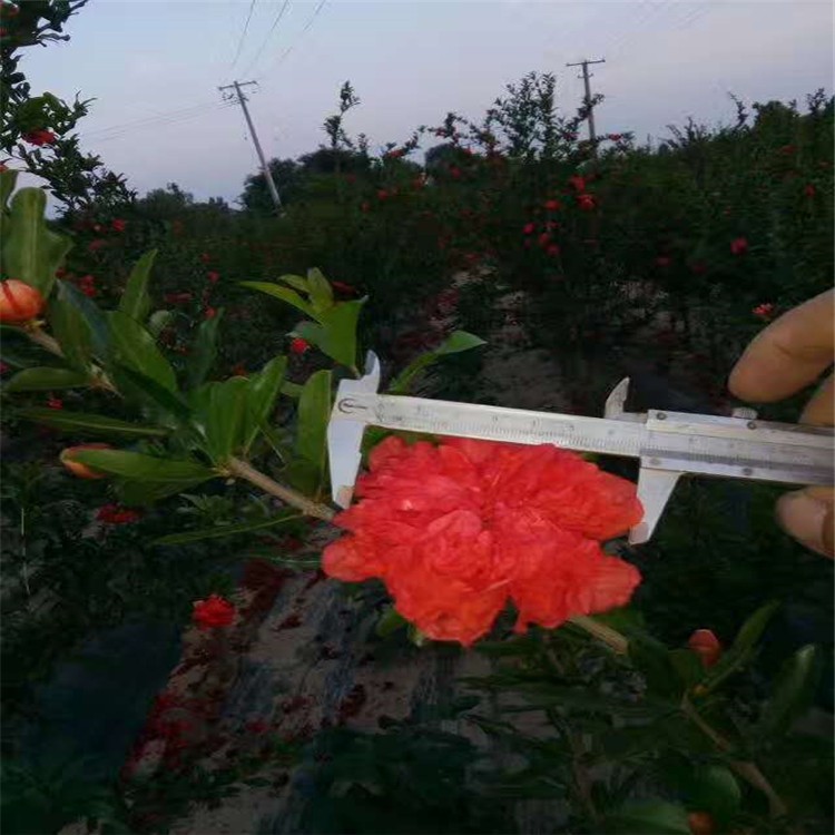 大紅袍石榴苗三公分軟籽石榴批發(fā)基地
