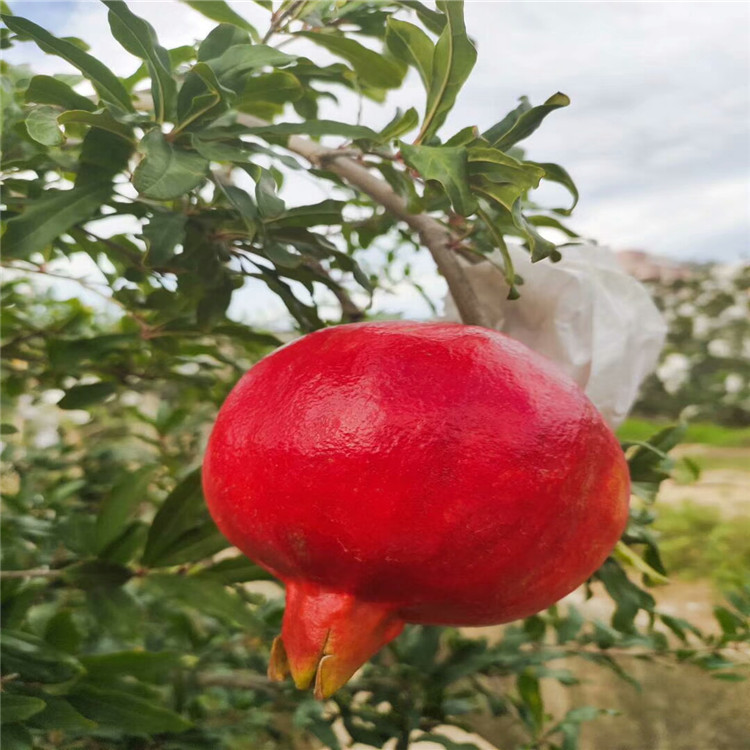 蒙阳红石榴苗当年结果大石榴树种植技术
