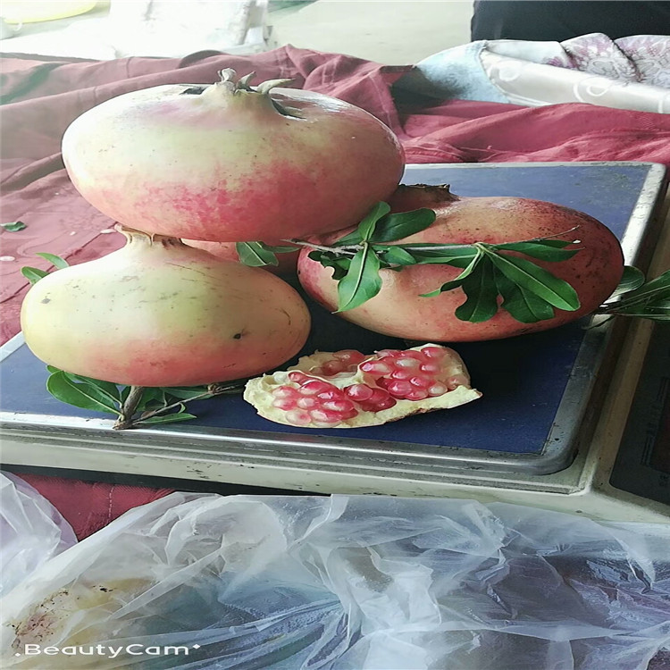 白籽石榴苗品種特色介紹白籽石榴苗批發(fā)價(jià)格