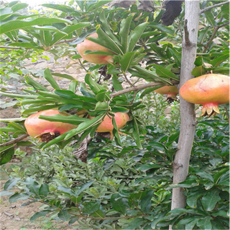 牡丹花石榴苗價(jià)格及報(bào)價(jià)牡丹花石榴苗價(jià)格及報(bào)價(jià)