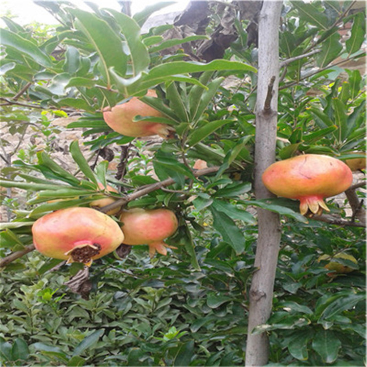 牡丹花石榴苗山東石榴苗基地種植技術(shù)