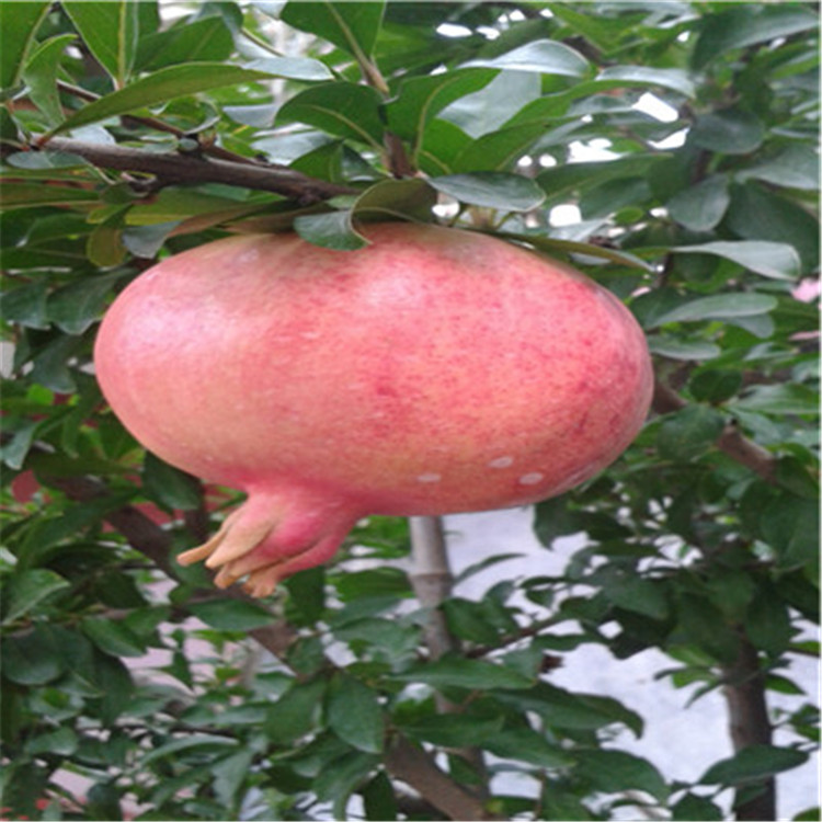 牡丹花石榴苗兩年生石榴苗種植技術(shù)