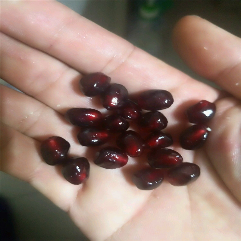 蒙陽紅石榴苗石榴小苗批發(fā)基地