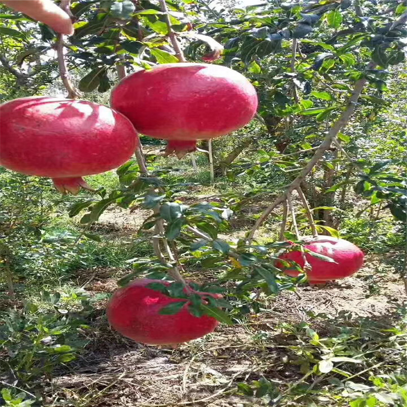 石榴树成熟季节石榴树种植技术