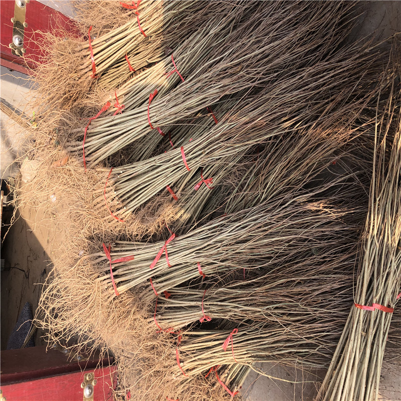 白籽石榴苗成熟季節(jié)白籽石榴苗出售電話