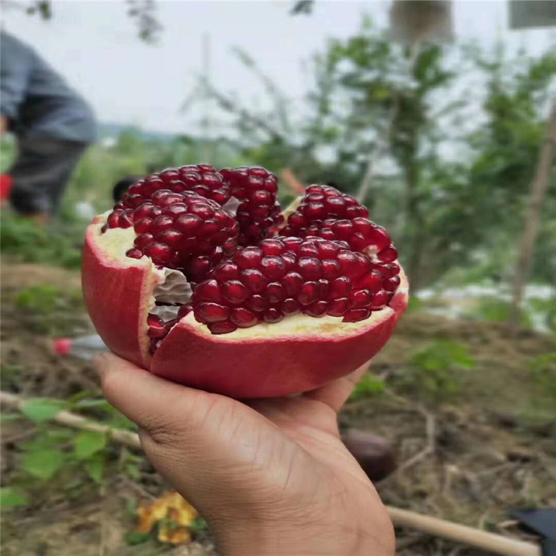 石榴樹石榴小苗批發(fā)基地