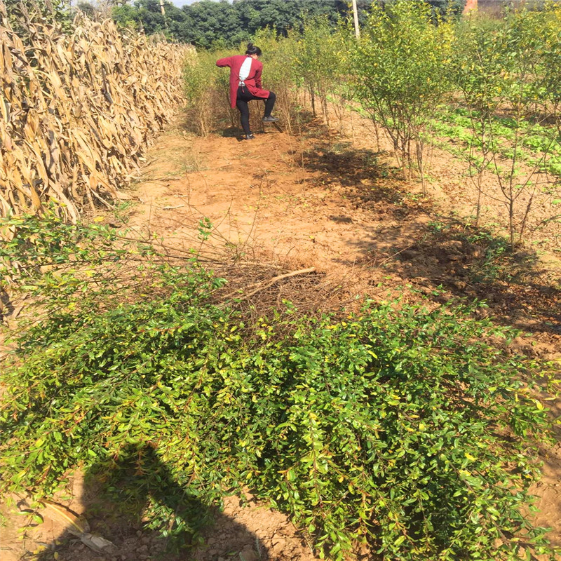 大紅袍石榴苗價格及報價大紅袍石榴苗種植技術