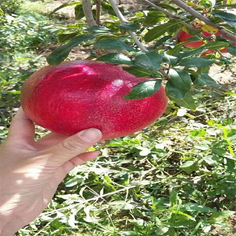 石榴樹兩年生石榴苗基地報價