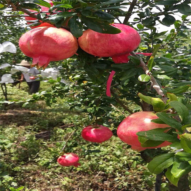 大紅袍石榴苗當(dāng)年結(jié)果大石榴樹批發(fā)多錢