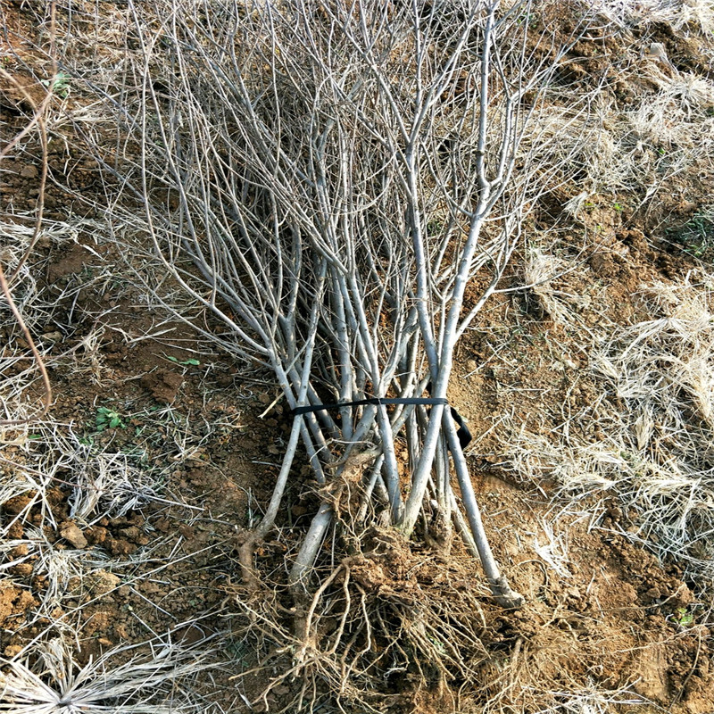 蒙陽紅石榴苗石榴小苗批發(fā)基地