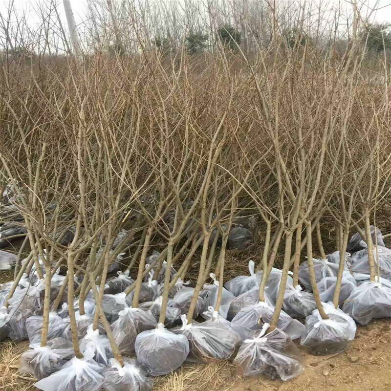 石榴苗成熟季節(jié)石榴苗基地報價