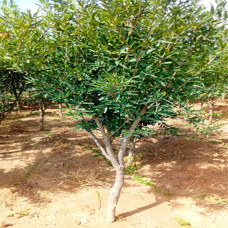 牡丹花石榴苗山東石榴苗基地種植技術(shù)