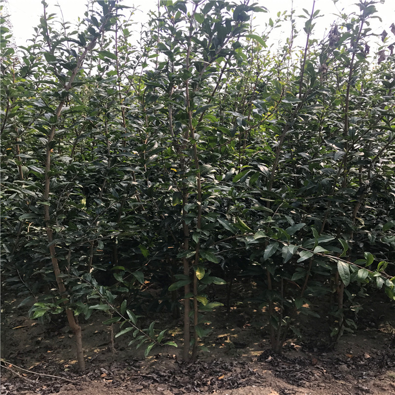 泰山紅石榴苗苗場(chǎng)電話泰山紅石榴苗出售電話