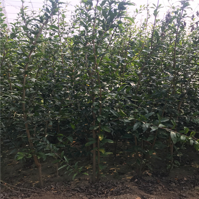 蒙陽紅石榴苗軟籽石榴苗基地批發(fā)基地