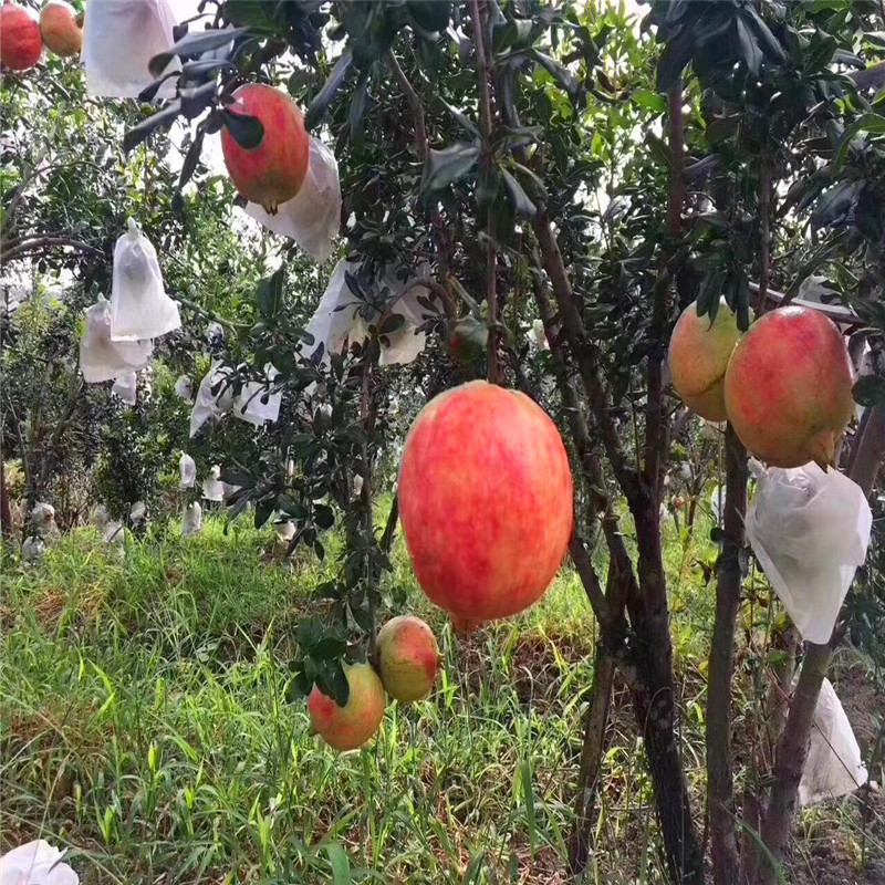 大青皮石榴苗種植技術(shù)大青皮石榴苗種植技術(shù)