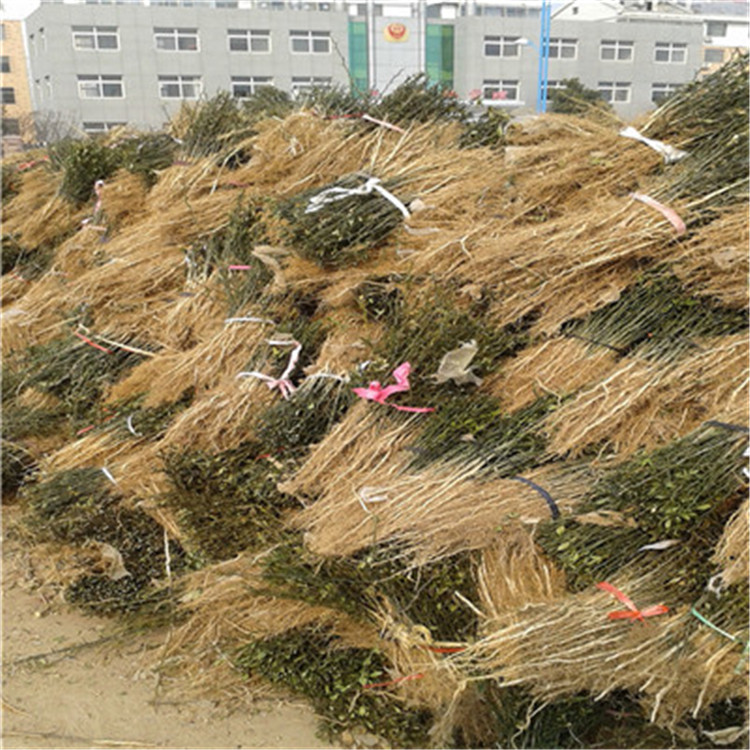 大葉枳殼苗批發(fā)價格大葉枳殼苗批發(fā)多錢