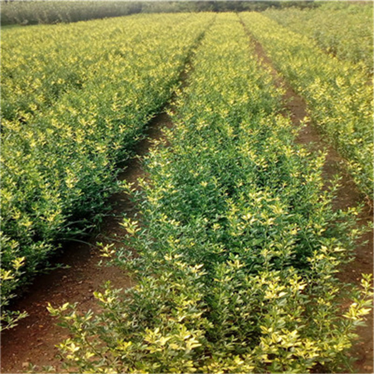 枳殼兩年苗種植季節(jié)好枳殼兩年苗現(xiàn)貨供應