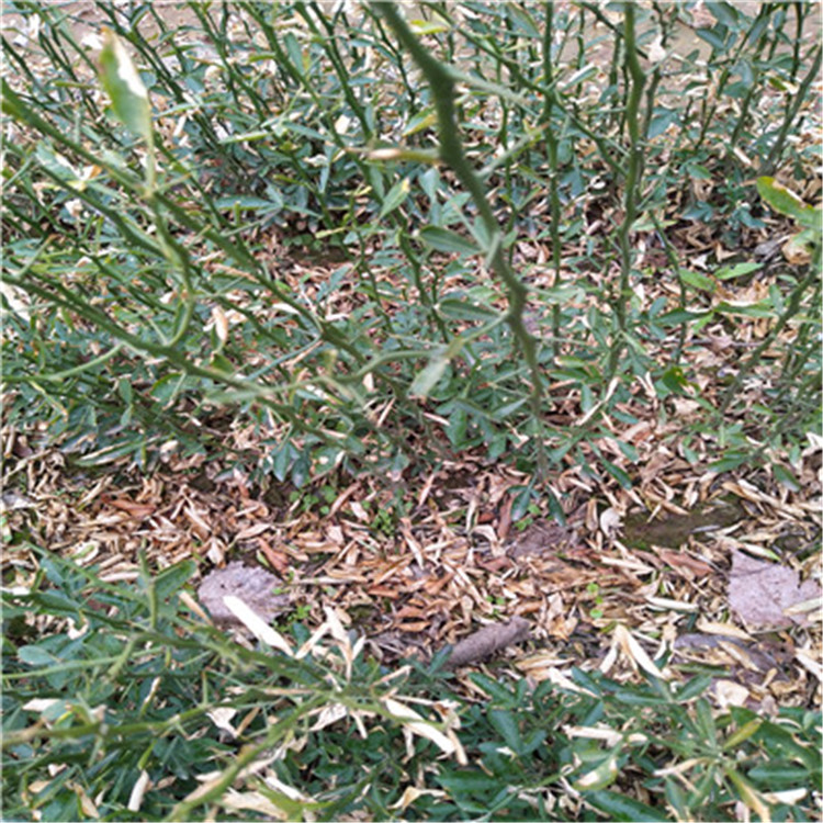 枳殼占木苗基地報(bào)價枳殼占木苗批發(fā)基地