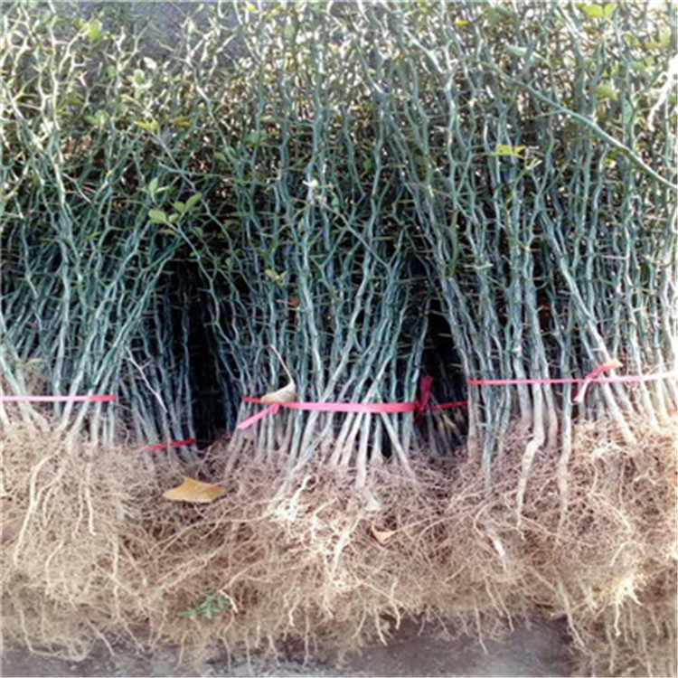 枳殼占木苗基地報(bào)價枳殼占木苗批發(fā)基地
