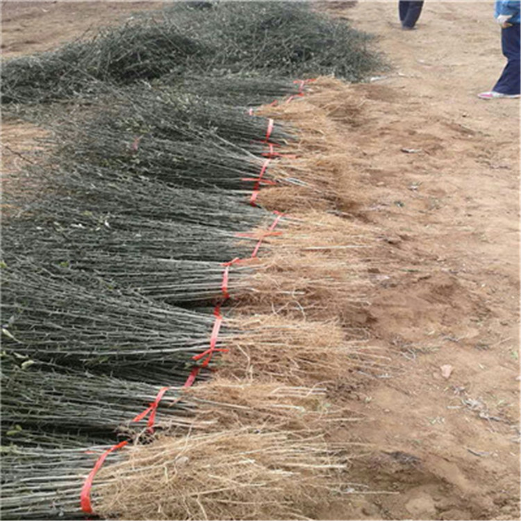 枳殼兩年苗基地報(bào)價(jià)枳殼兩年苗批發(fā)價(jià)格