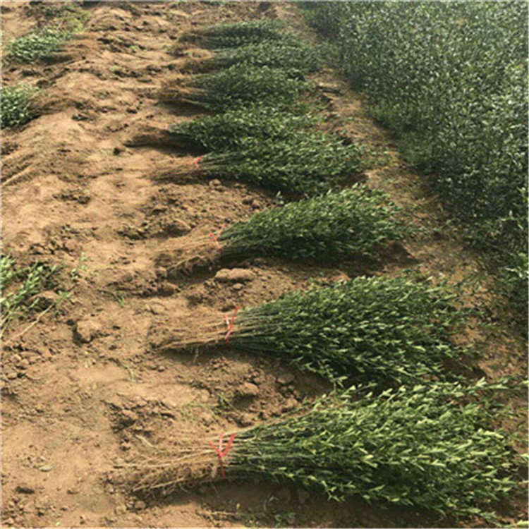 一年生40公分以上枳殼苗成熟季節(jié) 枳殼占木苗批發(fā)基地