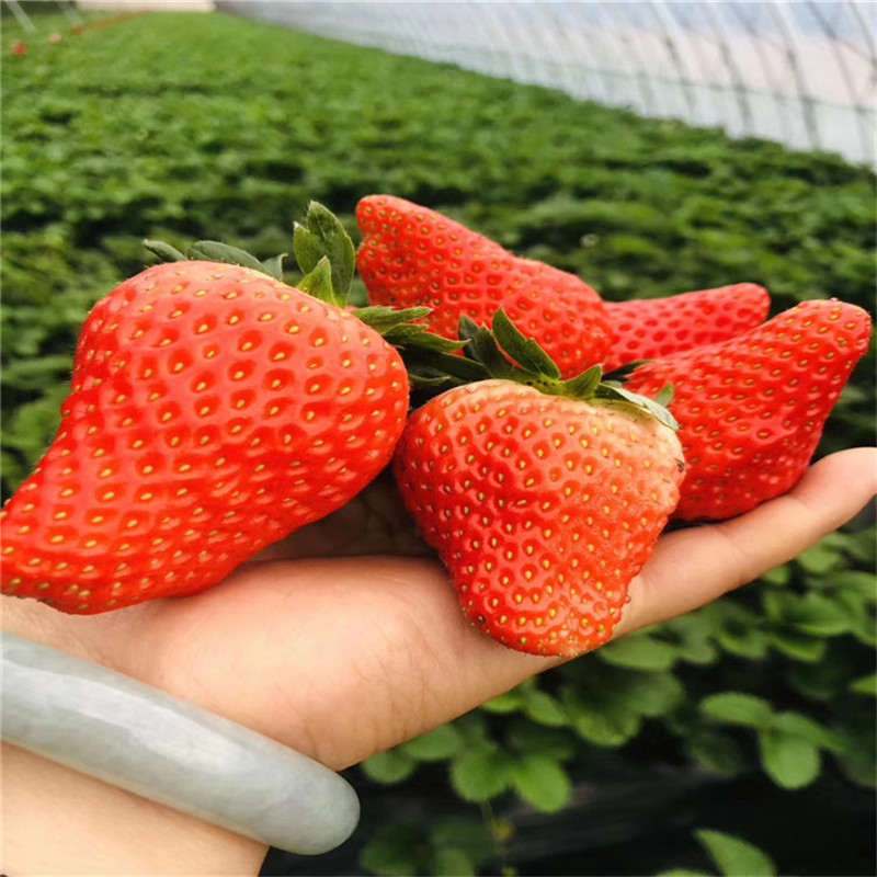 大棚草莓苗批发基地秋季草莓生产苗石莓七号草莓苗基地报价