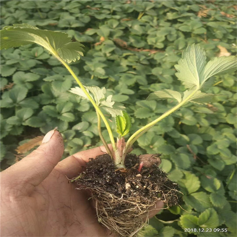 新品種草莓苗培育基地種植技術(shù) 草莓種苗批發(fā)基地