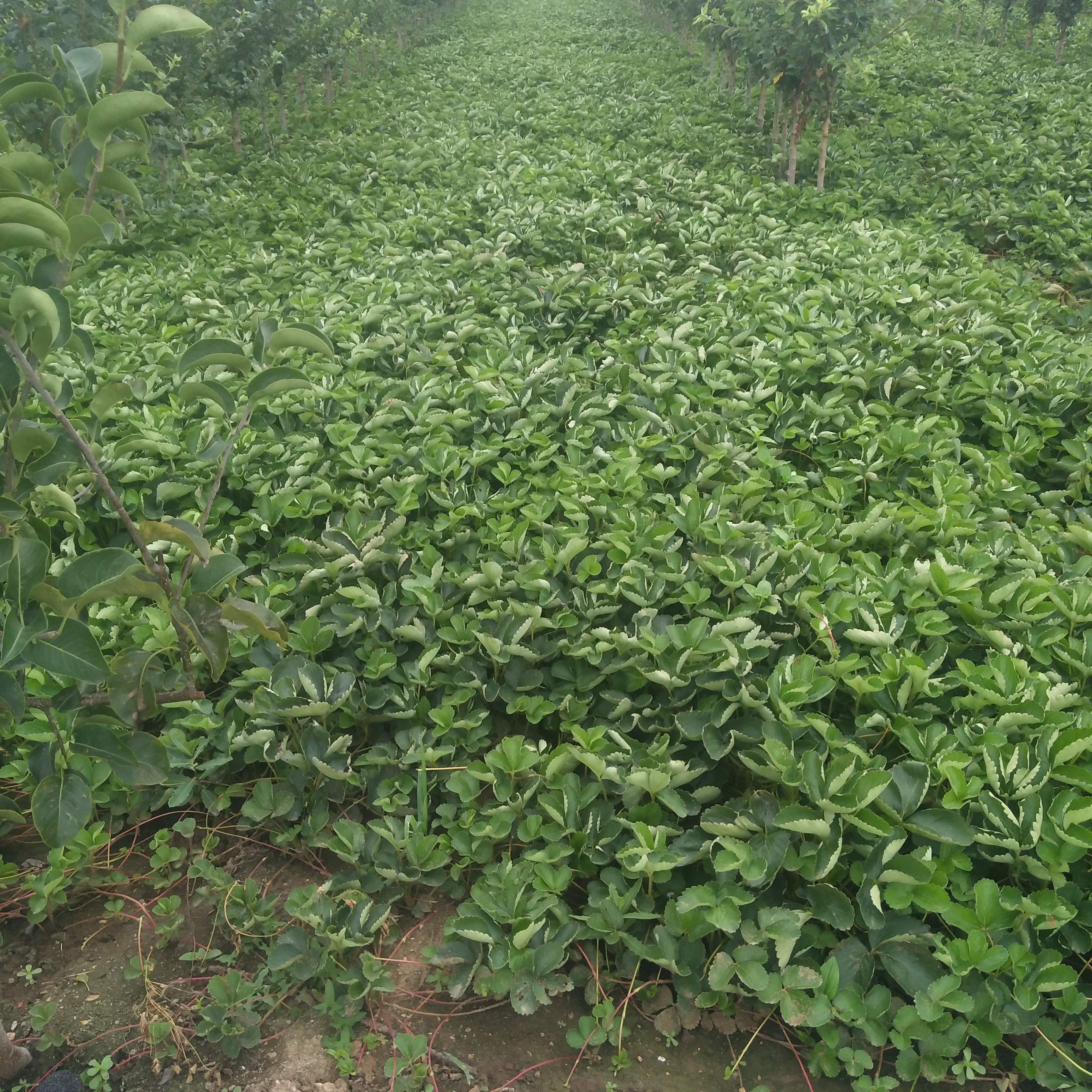 新品種草莓苗培育基地基地報(bào)價(jià) 梅香草莓苗基地報(bào)價(jià)
