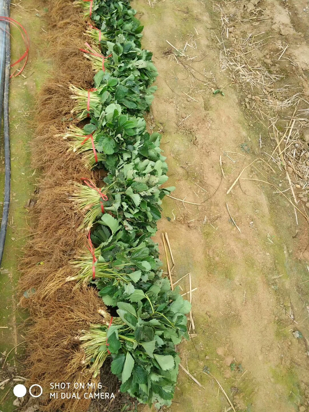 秋季草莓苗基地多钱一棵 脱毒草莓苗批发多钱