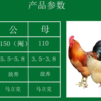 韶关快大三黄鸡苗基地批发