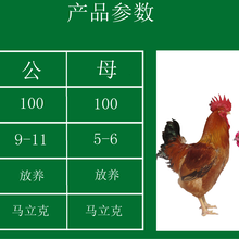 宜宾良凤花鸡苗报价